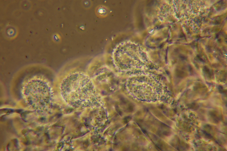 Miniera di Gambatesa 35